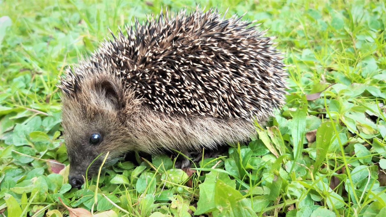 Wildgatter Ferienappartements Grafenwiesen Zewnętrze zdjęcie